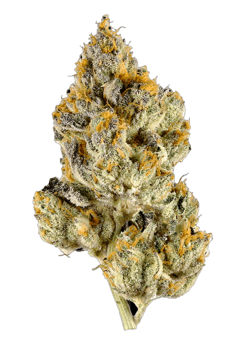 Lemon Cherry Shnappz - 3.5G